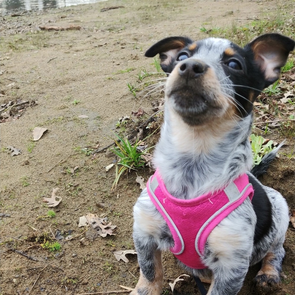 Meet your Posher, Rilee